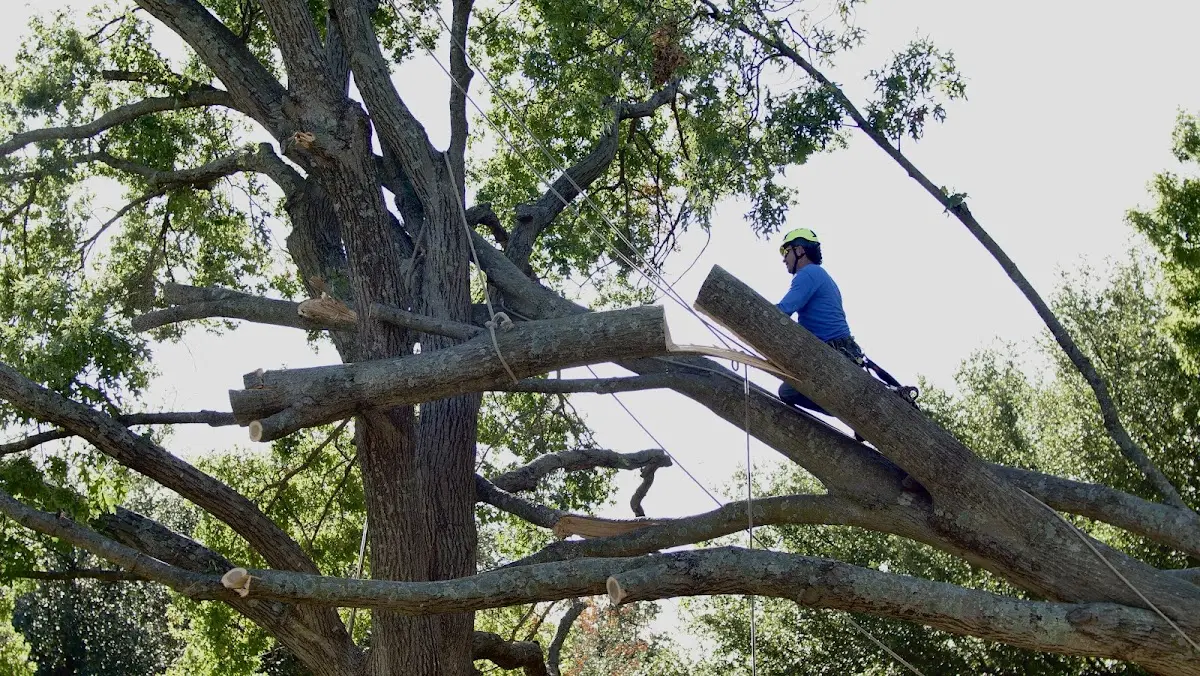 Professional Crown Thinning performed by certified arborists in Hinsdale