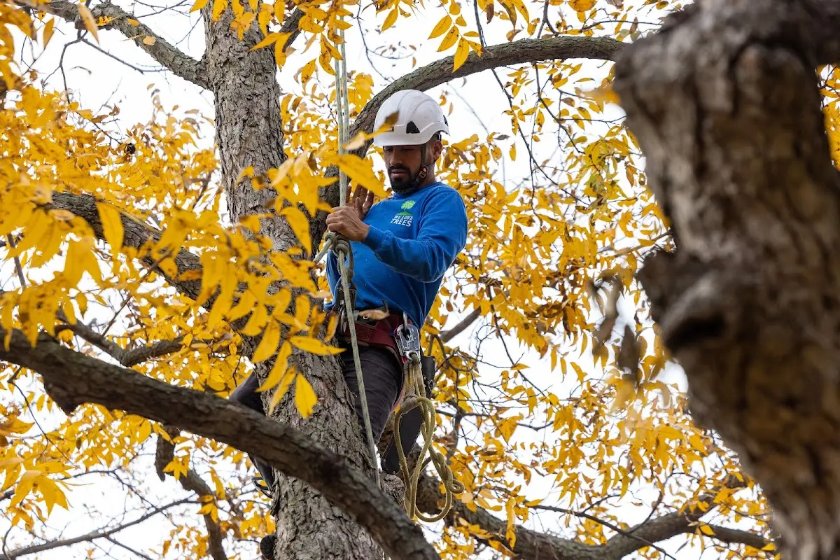 Skilled Tree Planing crew working in Hinsdale
